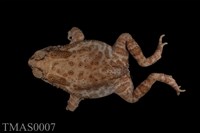 藏品(黑眶蟾蜍)的圖片